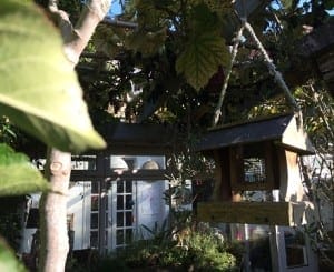 Grapes-on-pergola