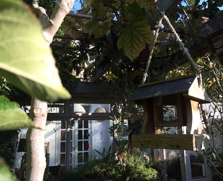 Grape harvesting for wine making