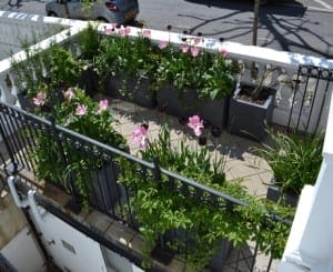 Container gardening