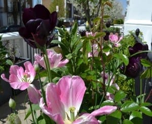 Pink and dark purple tulips in bloom fill a container gardening display beside a sidewalk and residential buildings on a sunny day.