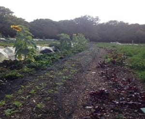 Organiclea