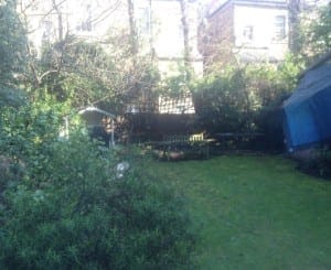 A garden with green grass, dense bushes, a bench, a small white shed, and a blue tarp covering an object sits beneath a charming pergola, with buildings visible in the background.