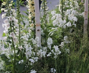 Tall white foxgloves and clusters of small white flowers, symbols of hope for those facing breast cancer, grow densely among green foliage beside slender tree trunks.