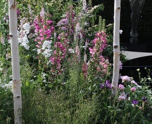 A garden scene with birch tree trunks and tall pink, white, and purple flowers—evoking breast cancer awareness—surrounded by dense green foliage.