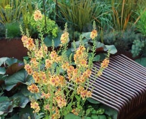 Yellow and orange flowering plants bloom beside a metal slatted bench in fresh gardens, surrounded by lush green foliage.