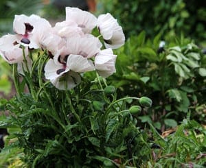 A cluster of pale pink poppies with dark centers blooms among green foliage in a Chilterns garden setting.