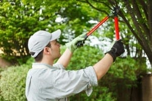 tips-on-gardening-services-in-london-cleaning-and-maintenance