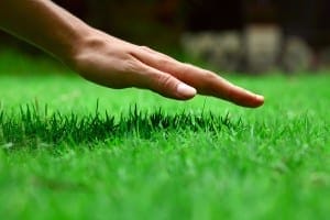 tips-on-gardening-services-in-london-cleaning-and-maintenance-4