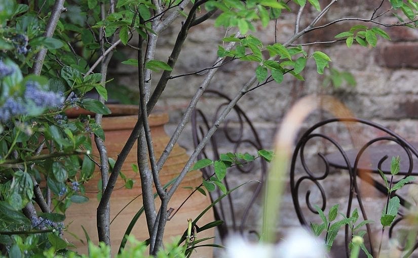 Top 10 best trees for small gardens