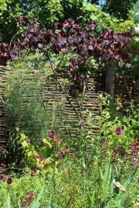 Garden with tall woven wooden fence, leafy overhead branches from the best trees for small gardens, and various purple and green flowering plants and foliage.