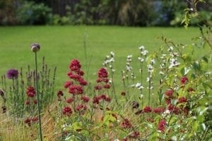 A garden scene with clusters of red and white flowers—some of the best perennials—in the foreground, green grass, and blurred foliage in the background.