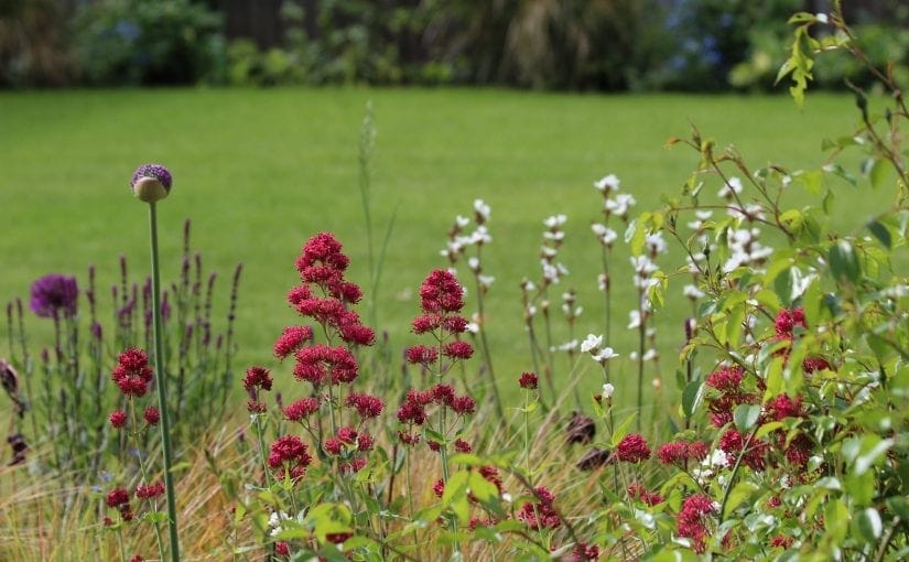 Top 10 everlasting perennials