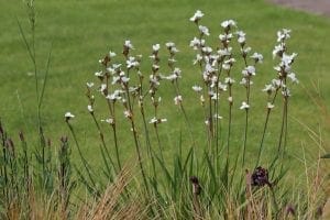 Tall stems of white wildflowers, considered some of the best perennial flowers, bloom among green grass and other plants, with a blurred grassy lawn in the background.
