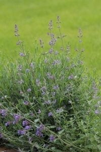 A bushy plant with slender green stems and small purple flowers growing in clusters—one of the top perennials—set against a blurred green grassy background.