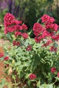 A cluster of bright pink-red flowers with green leaves, growing outdoors in sunlight, showcases some of the best perennials set against a blurred natural background.