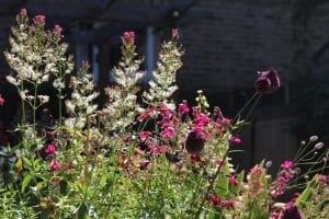 A garden scene with various sunlit flowering plants in pink, white, and purple—some of the best perennial plants—set against a shaded brick wall in the background.