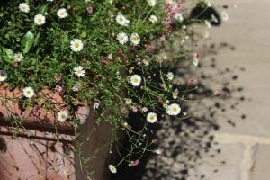 A terra cotta planter with top perennials—white and pink daisy-like flowers—spills over the edge, casting soft shadows on a sunlit stone pavement.