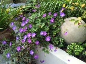 Purple flowers and lush green foliage from top perennials thrive in a raised garden bed beside a large round stone.