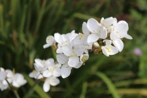 Close-up of a cluster of small white perennial flowers with yellow stamens, set against a blurred green background of foliage—perfect for those seeking top perennials for the garden.
