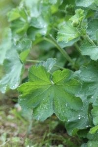 Close-up of green leaves with serrated edges and visible water droplets, growing densely in an outdoor setting—an excellent example of some of the best perennial plants for lush, long-lasting gardens.