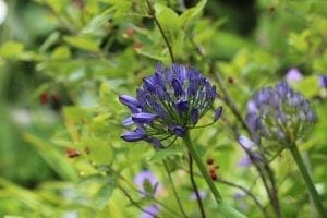 A close-up of a cluster of purple agapanthus, one of the top perennials, with green leaves and red berries softly blurred in the background.