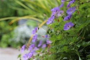 Purple flowers with green leaves in a garden setting; these top perennials stand out against blurred greenery and light-colored plants in the background.