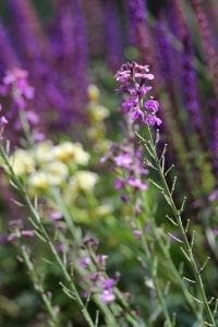 Close-up of tall purple wildflowers, among the top 10 perennials, with yellow flowers blurred in the sunlit garden background.