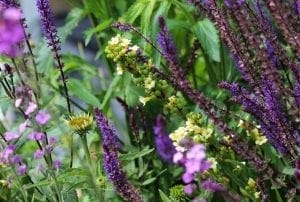 Purple, yellow, and pink wildflowers with green leaves grow together in a garden, creating a vibrant display of some of the best perennial plants that return year after year.