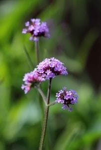 Close-up of a verbena plant, one of the top 10 perennials, with clusters of small purple flowers set against a blurred green background.