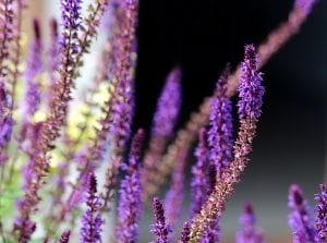Close-up of tall purple salvia flowers with slender stems, set against a dark blurred background—one of the best perennials known for lasting beauty in any garden.
