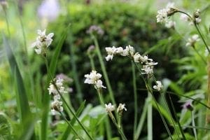 Close-up of white wildflowers with slender stems—some of the top perennials—growing in a green garden, with blurred foliage and a round shrub in the background.