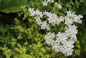 A cluster of white star-shaped flowers grows among green foliage and small yellow-green blooms, making them charming cottage garden plants for cottage style borders.