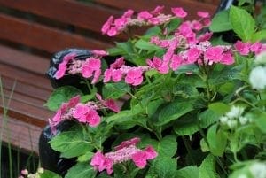 Bright pink hydrangea flowers in bloom beside a wooden park bench with decorative metal armrests, perfect for adding charm to cottage style borders or as classic cottage garden plants.