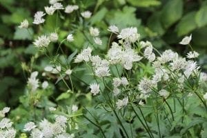Clusters of small white flowers with green stems and leaves, making them ideal cottage garden plants for natural outdoor settings—perfect among the top 10 border plants or for classic cottage style borders.