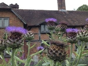 Large blooming artichoke thistles with purple flowers make striking border plants in front of a brick and timber-framed house with leaded windows and a sloped tile roof.