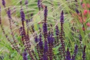 Purple wildflowers and tall grasses grow closely together outdoors, creating charming cottage style borders; some red flowers appear blurred in the background, adding depth to this scene of top 10 plants for borders.
