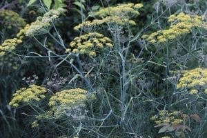 Clusters of yellow fennel flowers with feathery green foliage make charming border plants, perfect for cottage style borders outdoors.