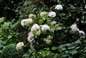A bush with clusters of white and pale pink hydrangea flowers, surrounded by green leaves in a garden setting—perfect for cottage style borders or as classic cottage garden plants.