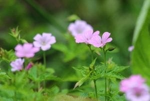 Light pink and purple wildflowers with green leaves bloom in a natural outdoor setting. The blurred background highlights these charming cottage garden plants, perfect for adding beauty to cottage style borders.
