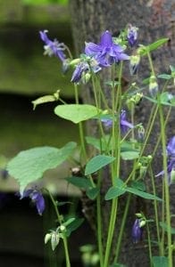 Tall green stems with clusters of purple wildflowers grow beside a tree trunk—perfect plants for borders or adding cottage style charm—with green leaves and a blurred wooden fence in the background.