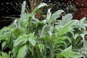 Large green leaves of artichoke, a classic cottage garden plant, display visible white powdery mildew; the background features additional foliage and a wooden fence, evoking traditional cottage style borders.