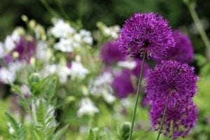 Purple allium flowers in focus with green leaves and blurred white flowers in the background, perfect for cottage garden plants or adding charm to cottage style borders.