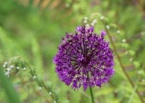 A close-up of a purple allium flower in bloom, with a blurred green background of foliage and ferns—one of the top 10 plants for cottage style borders and classic cottage garden plants.