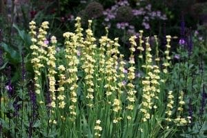 Tall stems of yellow flowers grow in a dense cluster, perfect for cottage style borders, surrounded by green leaves and various purple and pink blooms in the background.
