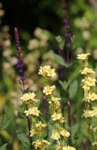 Yellow wildflowers and purple flower spikes grow among green foliage outdoors, creating a charming display perfect for cottage style borders and ideal choices for top 10 plants in cottage garden settings.
