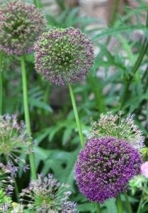 Spherical purple allium flowers on tall green stems with blurred green foliage in the background—perfect for cottage garden plants or adding interest to cottage style borders.