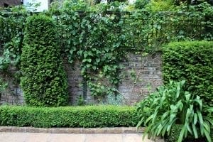 Neatly trimmed evergreen shrubs and a leafy vine grow against a brick wall, bordered by a small manicured hedge and a paved walkway in a garden setting—offering natural screening options for privacy and beauty.