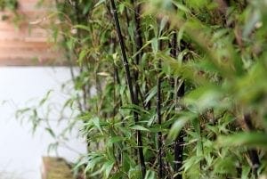 Close-up of green bamboo plants with thin black stalks and long leaves, situated next to a wall and wooden fence—one of the top 10 natural screening options for creating privacy outdoors.