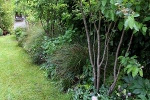Green shrubs, tall grasses, and leafy plants grow densely along the edge of a lawn, offering natural screening options beneath the partial shade of garden trees.