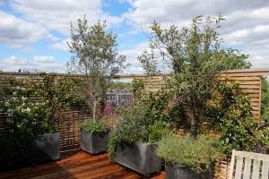 Rooftop garden with large potted plants and trees on a wooden deck, featuring horizontal slat privacy screens—one of the top 10 screening options for creating a peaceful retreat under a partly cloudy sky.